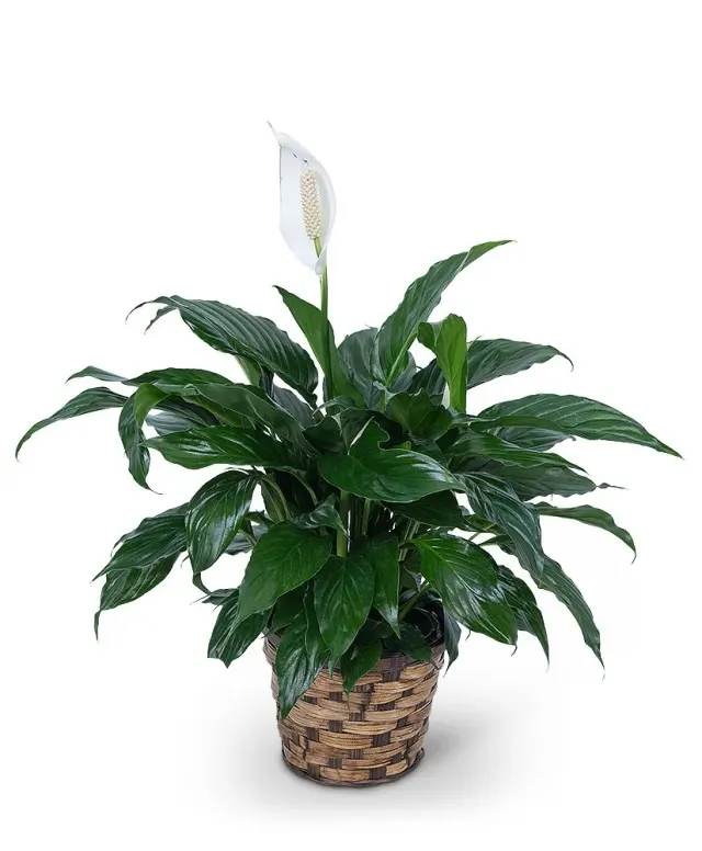 Peace Lily Plant
