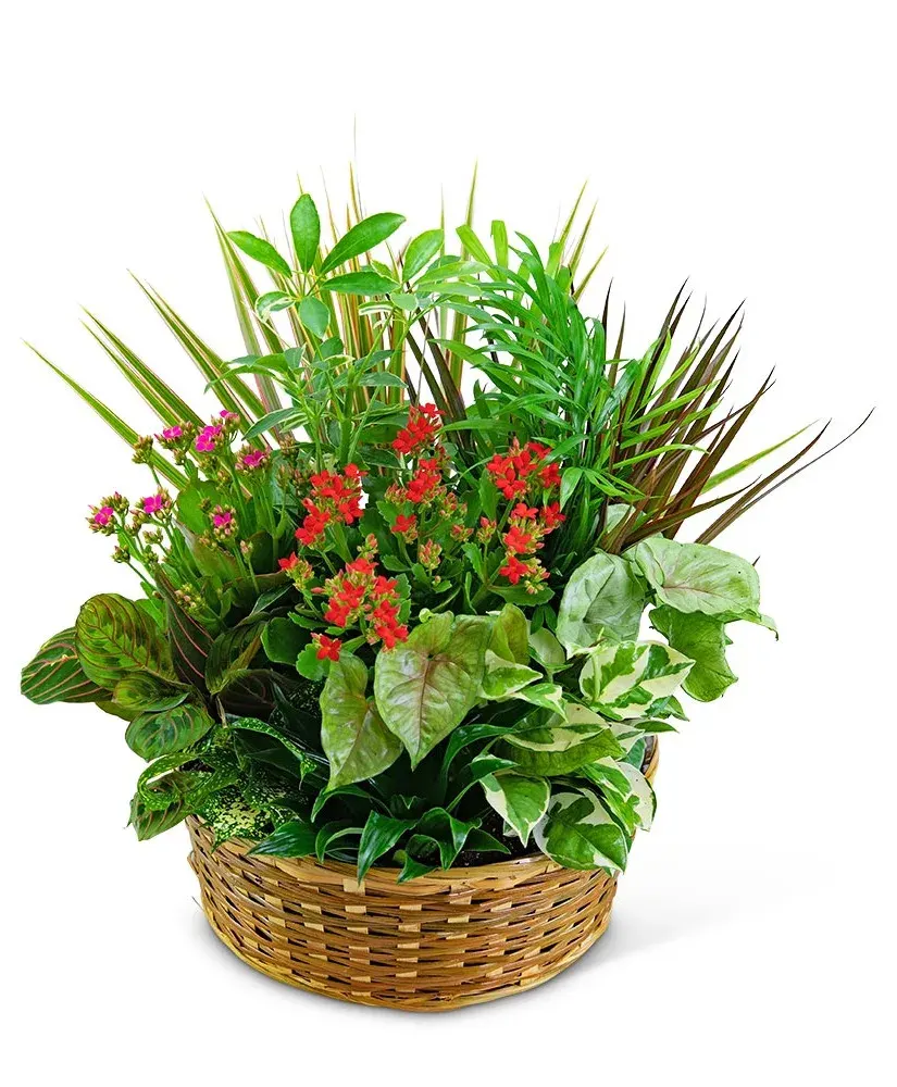 Large Blooming Dish Garden