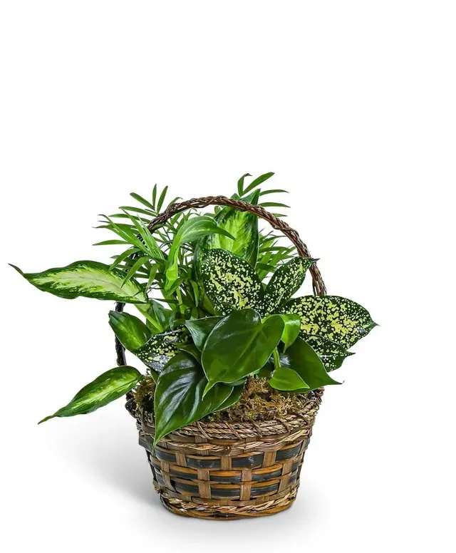 Tranquil Dish Garden in Basket