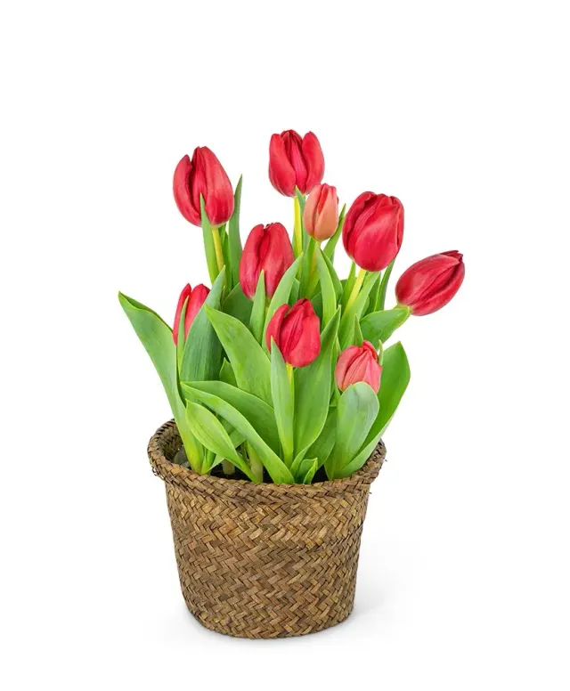 Potted Tulip Plant