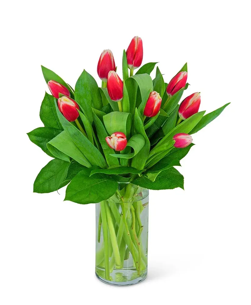 Tigress Tulips