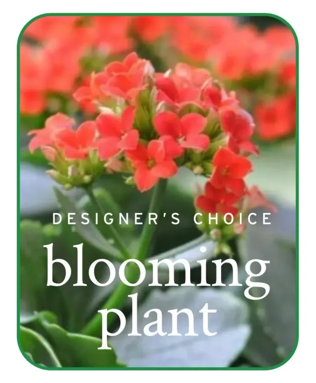 In-Season Blooming Plant