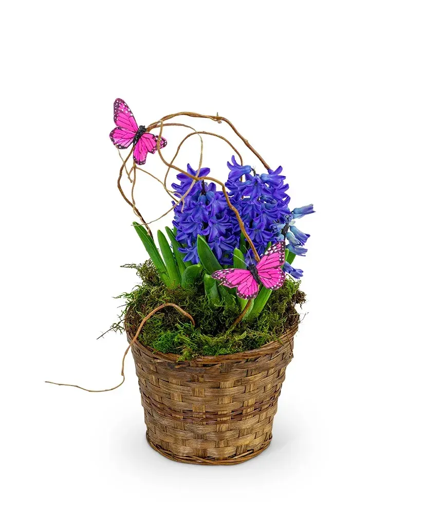 Hyacinth Plant in Basket