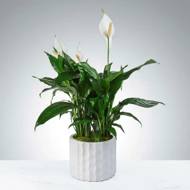 Modern Spathiphyllum Plant
