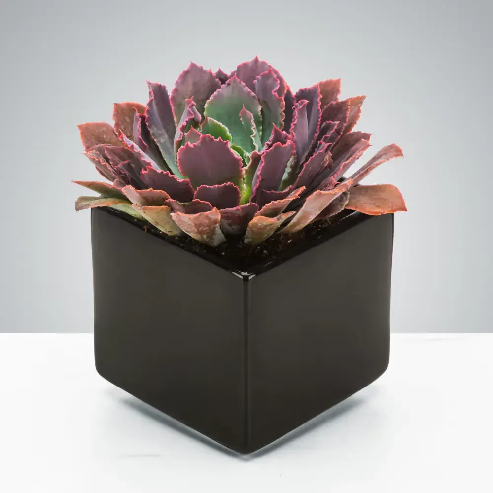 Dark Succulent