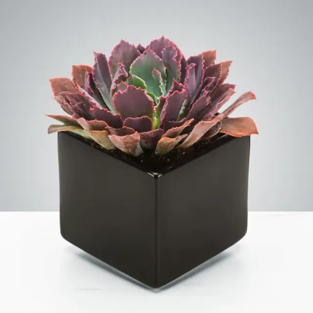Dark Succulent