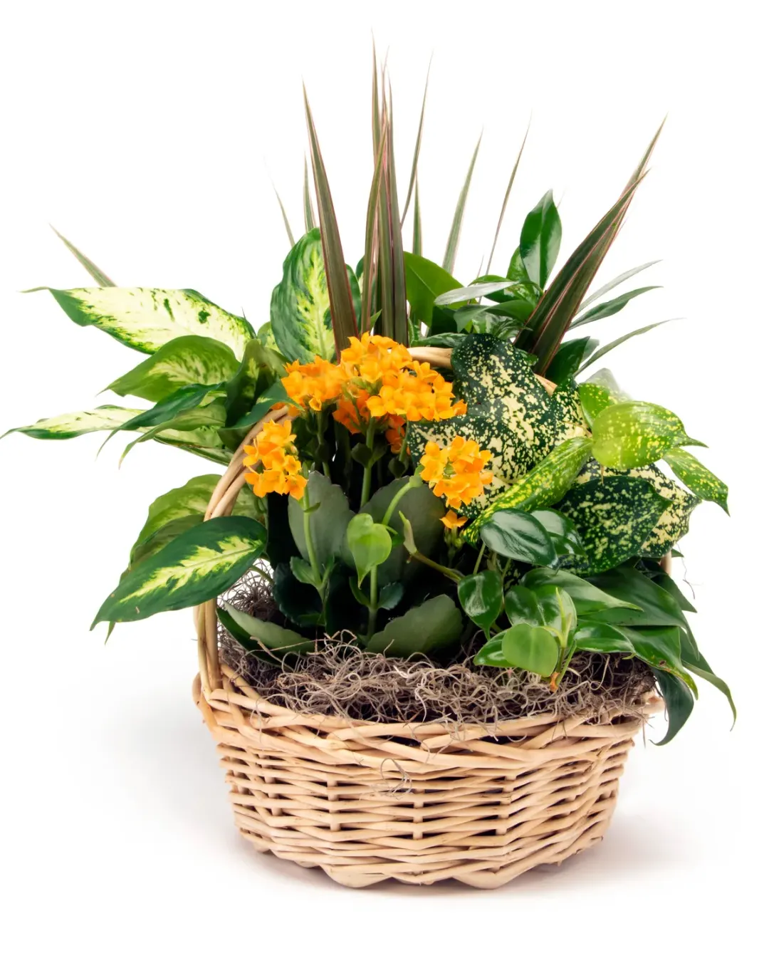 Plant One On Me - Basket