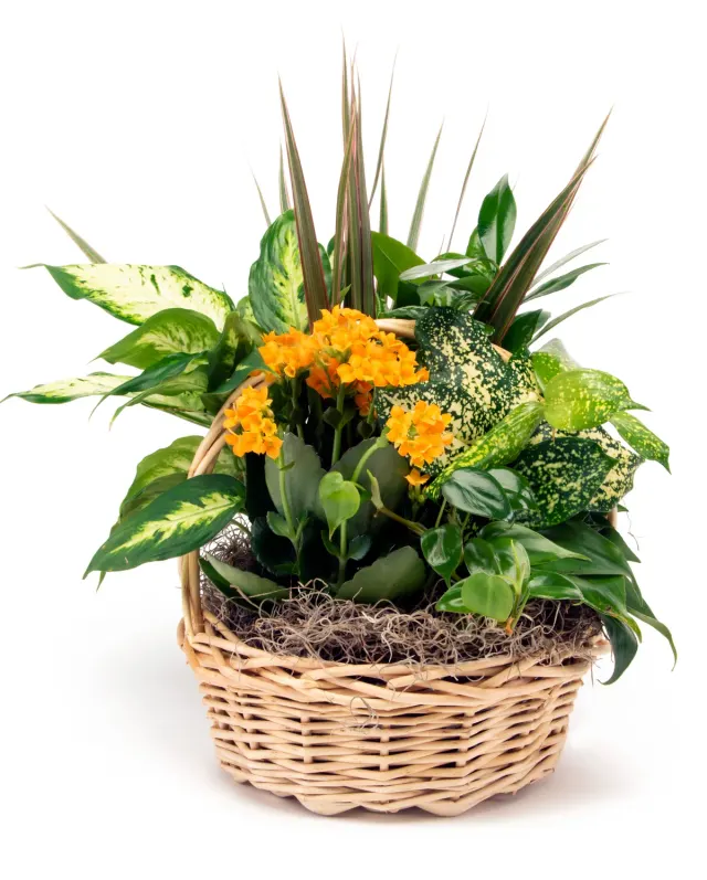 Plant One On Me - Basket