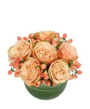 Cozy Coral