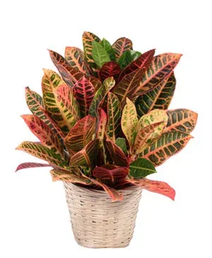 Small Croton