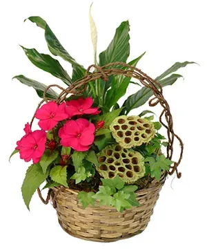 Ivy & Impatiens