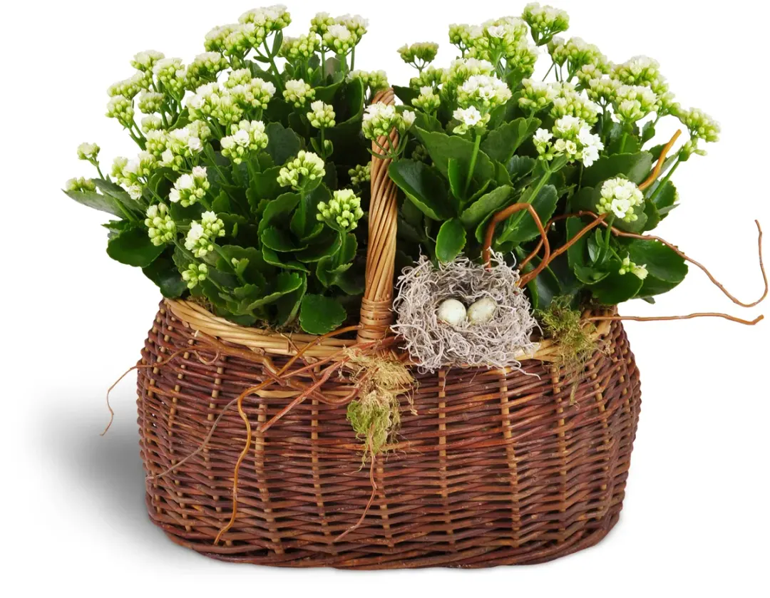 Nestling Kalanchoe Basket