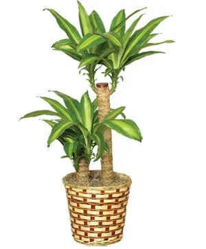 Basket of Corn Plants