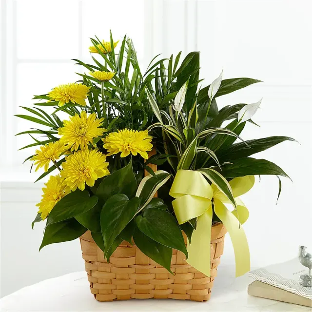 Loving Light Dishgarden