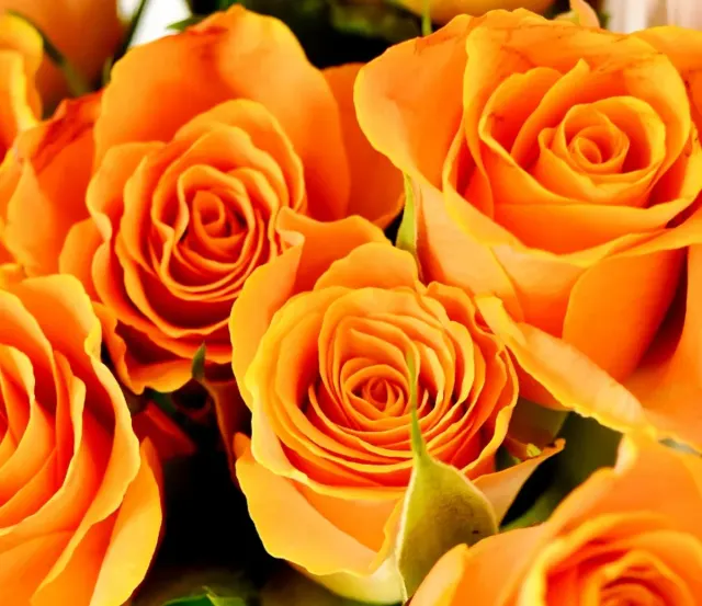 The Clementine Rose