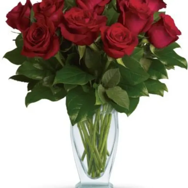 Rose Classique - Dozen
