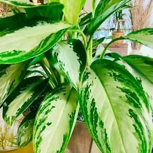 Extra Large Plant