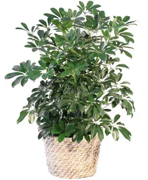 Schefflera