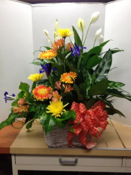 Triple Plant Basket
