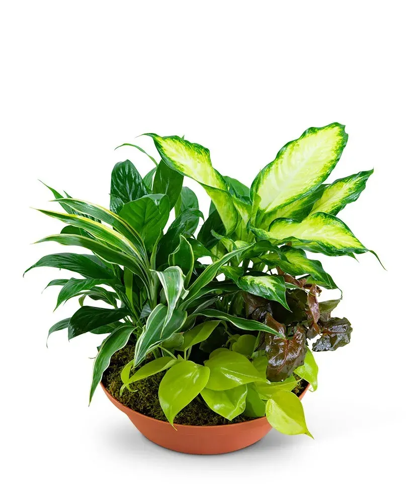 Tropics in Terracotta