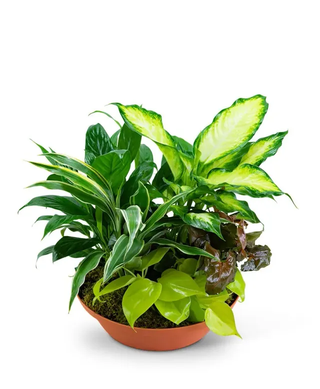 Tropics in Terracotta