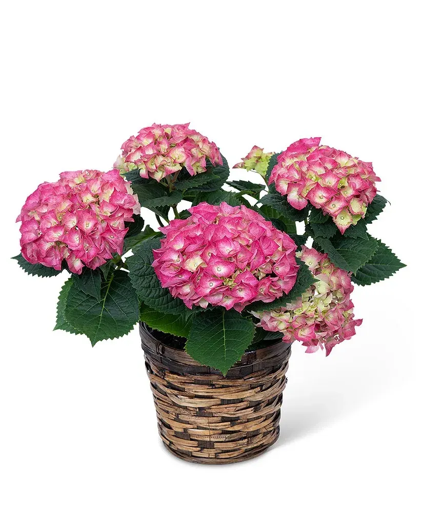 Pink Hydrangea Plant