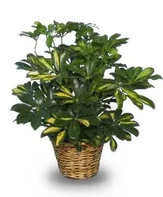 Variegated Dwarf Schefflera