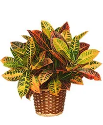 Croton Plant Basket