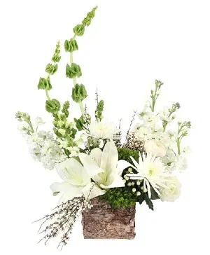 Enchanting Creams