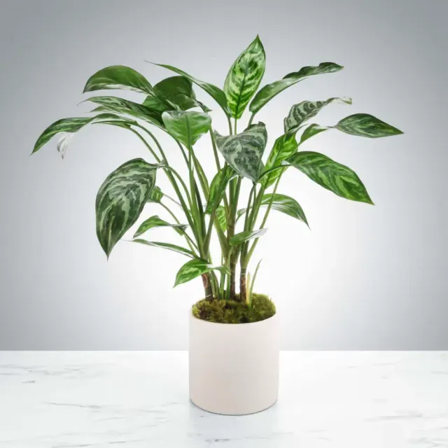Dumb Cane Plant