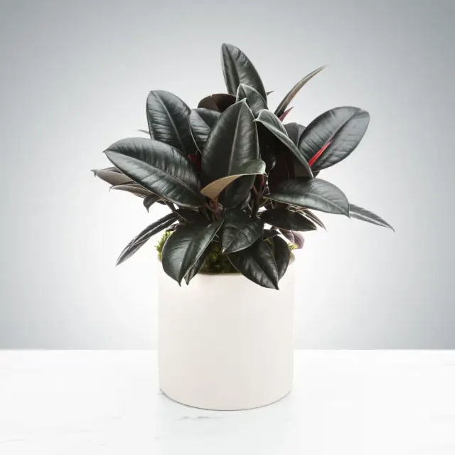 Rubber Plant