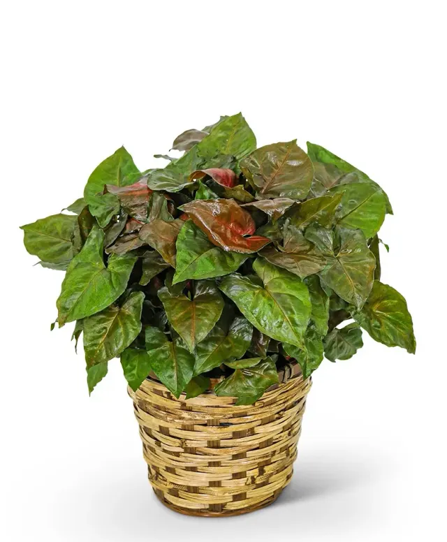 Arrowhead Plant in Basket