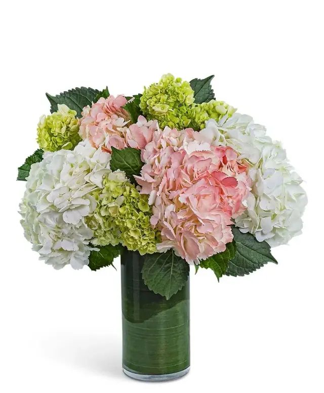 Hydrangea Glow