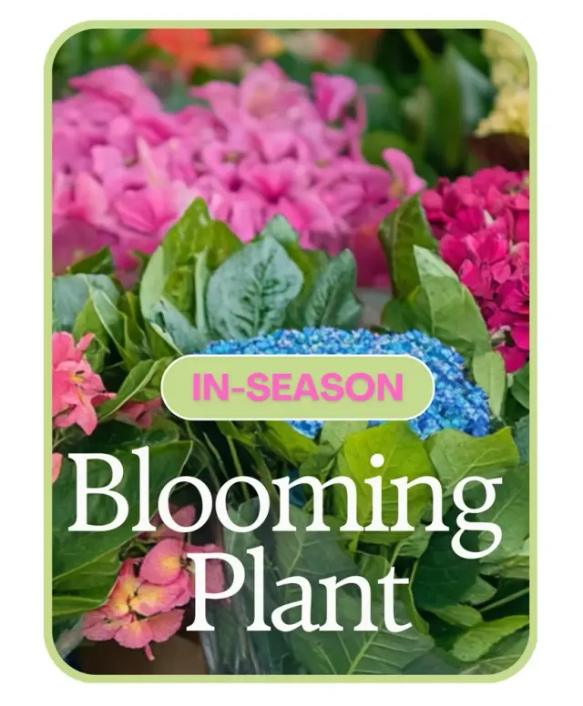 In-Season Blooming Plant