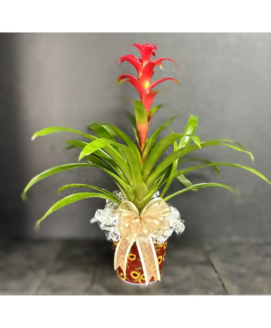 Bromeliad