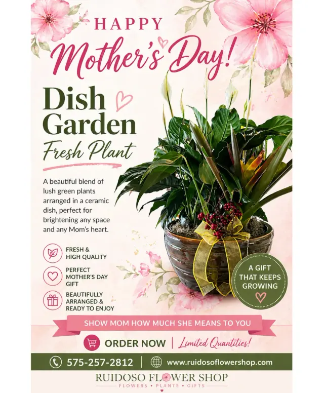 Dish Garden Mixed Plan Fresh Plant