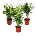 Classic Green Plant