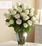 Rose Elegence White